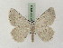  ( - BC PG Lep 0004)  @12 [ ] Copyright (2010) Unspecified Research Collection of Gergely Petranyi