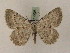  ( - BC PG Lep 0005)  @12 [ ] Copyright (2010) Unspecified Research Collection of Gergely Petranyi