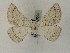  ( - BC PG Lep 0009)  @12 [ ] Copyright (2010) Unspecified Research Collection of Gergely Petranyi