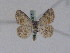  (Charissa variegata - BC PG Lep 0011)  @12 [ ] Copyright (2010) Unspecified Research Collection of Gergely Petranyi