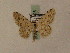  ( - BC PG Lep 0026)  @11 [ ] Copyright (2010) Unspecified Research Collection of Gergely Petranyi