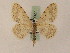  ( - BC PG Lep 0027)  @11 [ ] Copyright (2010) Unspecified Research Collection of Gergely Petranyi