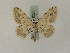  ( - BC PG Lep 0028)  @11 [ ] Copyright (2010) Unspecified Research Collection of Gergely Petranyi