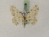  ( - BC PG Lep 0029)  @11 [ ] Copyright (2010) Unspecified Research Collection of Gergely Petranyi