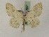  ( - BC PG Lep 0057)  @14 [ ] Copyright (2010) Unspecified Research Collection of Gergely Petranyi