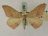  ( - BC PG Lep 0060)  @11 [ ] Copyright (2010) Unspecified Research Collection of Gergely Petranyi