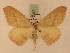  ( - BC PG Lep 0061)  @14 [ ] Copyright (2010) Unspecified Research Collection of Gergely Petranyi