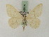  ( - BC PG Lep 0064)  @12 [ ] Copyright (2010) Unspecified Research Collection of Gergely Petranyi