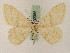  ( - BC PG Lep 0065)  @13 [ ] Copyright (2010) Unspecified Research Collection of Gergely Petranyi