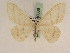  ( - BC PG Lep 0066)  @13 [ ] Copyright (2010) Unspecified Research Collection of Gergely Petranyi