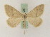  (Rhodostrophia badiariaGP01Ir - BC PG Lep 0067)  @11 [ ] Copyright (2010) Unspecified Research Collection of Gergely Petranyi