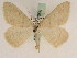  ( - BC PG Lep 0068)  @11 [ ] Copyright (2010) Unspecified Research Collection of Gergely Petranyi