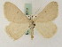  ( - BC PG Lep 0069)  @11 [ ] Copyright (2010) Unspecified Research Collection of Gergely Petranyi