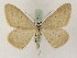  (Rhodostrophia baharaGP01Ir - BC PG Lep 0070)  @14 [ ] Copyright (2010) Unspecified Research Collection of Gergely Petranyi