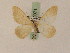  ( - BC PG Lep 0071)  @13 [ ] Copyright (2010) Unspecified Research Collection of Gergely Petranyi