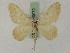  ( - BC PG Lep 0072)  @12 [ ] Copyright (2010) Unspecified Research Collection of Gergely Petranyi