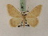  ( - BC PG Lep 0073)  @13 [ ] Copyright (2010) Unspecified Research Collection of Gergely Petranyi