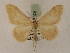  ( - BC PG Lep 0074)  @12 [ ] Copyright (2010) Unspecified Research Collection of Gergely Petranyi
