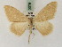  ( - BC PG Lep 0076)  @14 [ ] Copyright (2010) Unspecified Research Collection of Gergely Petranyi