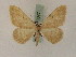  ( - BC PG Lep 0077)  @13 [ ] Copyright (2010) Unspecified Research Collection of Gergely Petranyi
