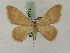  ( - BC PG Lep 0078)  @13 [ ] Copyright (2010) Unspecified Research Collection of Gergely Petranyi