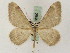  ( - BC PG Lep 0080)  @12 [ ] Copyright (2010) Unspecified Research Collection of Gergely Petranyi