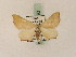  ( - BC PG Lep 0093)  @11 [ ] Copyright (2010) Unspecified Research Collection of Gergely Petranyi
