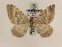  (Cataclysme riguata - BC PG Lep 0100)  @13 [ ] Copyright (2010) Unspecified Research Collection of Gergely Petranyi