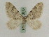  (Nebula - BC PG Lep 0113)  @15 [ ] Copyright (2010) Unspecified Research Collection of Gergely Petranyi