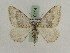  (Coenotephria ablutariaGP01Ir - BC PG Lep 0114)  @13 [ ] Copyright (2010) Unspecified Research Collection of Gergely Petranyi