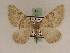  (Scotopteryx fuscofasciataGP01Ir - BC PG Lep 0117)  @11 [ ] Copyright (2010) Unspecified Research Collection of Gergely Petranyi