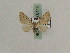  (Eupithecia GP01Ir - BC PG Lep 0119)  @11 [ ] Copyright (2010) Unspecified Research Collection of Gergely Petranyi