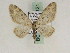  (Eupithecia GP03Ir - BC PG Lep 0121)  @14 [ ] Copyright (2010) Unspecified Research Collection of Gergely Petranyi
