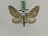  (Eupithecia GP05Ir - BC PG Lep 0125)  @13 [ ] Copyright (2010) Unspecified Research Collection of Gergely Petranyi