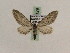  (Eupithecia GP09Ir - BC PG Lep 0129)  @13 [ ] Copyright (2010) Unspecified Research Collection of Gergely Petranyi