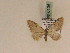  (Eupithecia GP15Ir - BC PG Lep 0135)  @12 [ ] Copyright (2010) Unspecified Research Collection of Gergely Petranyi