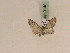  (Eupithecia mima - BC PG Lep 0140)  @13 [ ] Copyright (2010) Unspecified Research Collection of Gergely Petranyi