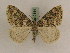  (Chloroclysta miataGP01Ir - BC PG Lep 0144)  @11 [ ] Copyright (2010) Unspecified Research Collection of Gergely Petranyi