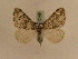  ( - BC PG Lep 0145)  @11 [ ] Copyright (2010) Unspecified Research Collection of Gergely Petranyi