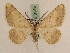  ( - BC PG Lep 0146)  @13 [ ] Copyright (2010) Unspecified Research Collection of Gergely Petranyi