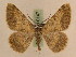 ( - BC PG Lep 0147)  @13 [ ] Copyright (2010) Unspecified Research Collection of Gergely Petranyi