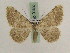  ( - BC PG Lep 0152)  @14 [ ] Copyright (2010) Unspecified Research Collection of Gergely Petranyi