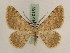  ( - BC PG Lep 0156)  @14 [ ] Copyright (2010) Unspecified Research Collection of Gergely Petranyi