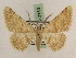  ( - BC PG Lep 0159)  @14 [ ] Copyright (2010) Unspecified Research Collection of Gergely Petranyi