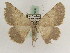  (Neognopharmia hoerhammeri - BC PG Lep 0166)  @14 [ ] Copyright (2010) Unspecified Research Collection of Gergely Petranyi
