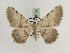  ( - BC PG Lep 0169)  @13 [ ] Copyright (2010) Unspecified Research Collection of Gergely Petranyi