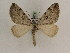  (Aplocera plagiataGP01Ir - BC PG Lep 0171)  @13 [ ] Copyright (2010) Unspecified Research Collection of Gergely Petranyi