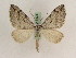 ( - BC PG Lep 0174)  @13 [ ] Copyright (2010) Unspecified Research Collection of Gergely Petranyi