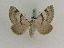  ( - BC PG Lep 0175)  @14 [ ] Copyright (2010) Unspecified Research Collection of Gergely Petranyi