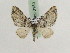  ( - BC PG Lep 0180)  @13 [ ] Copyright (2010) Unspecified Research Collection of Gergely Petranyi